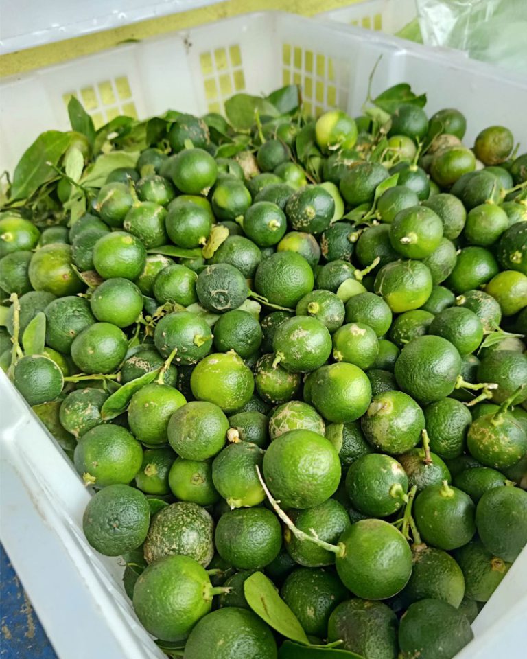 Calamansi Philippine Lime Savers Cabin Fresh Fruits And Vegetable