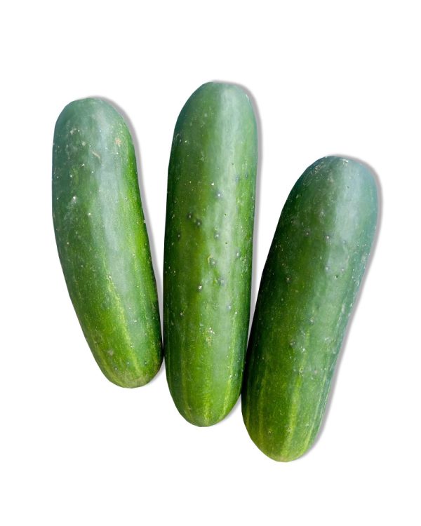 Pipino (Baguio Cucumber)