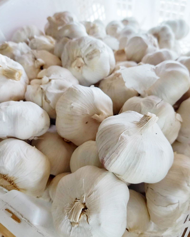 Bawang Garlic Super White
