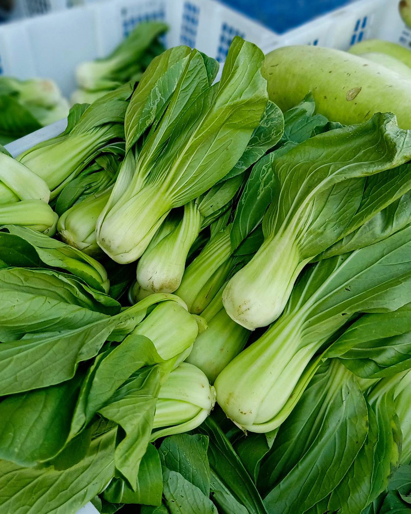 Bok Choy Chinese Cabbage