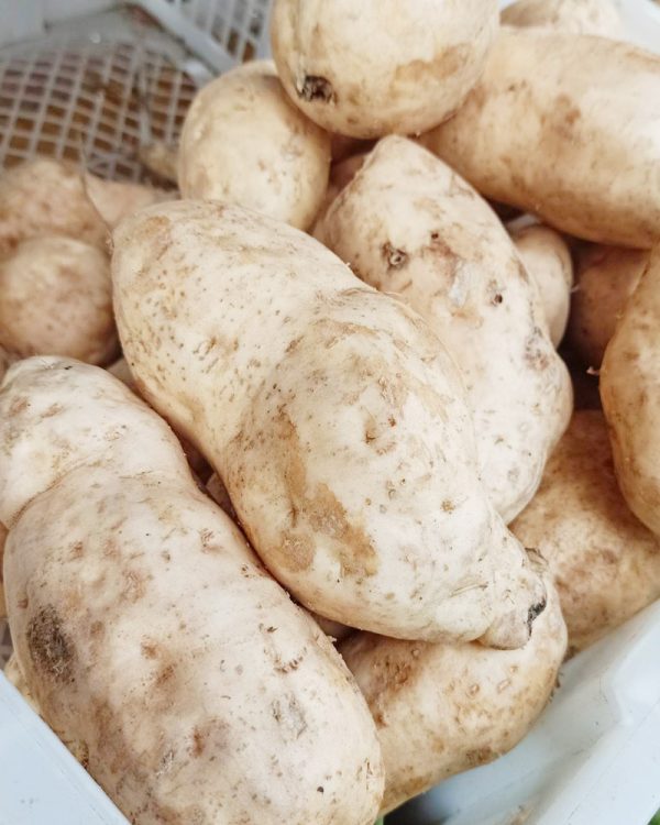 Kamote Dilaw Sweet Potato