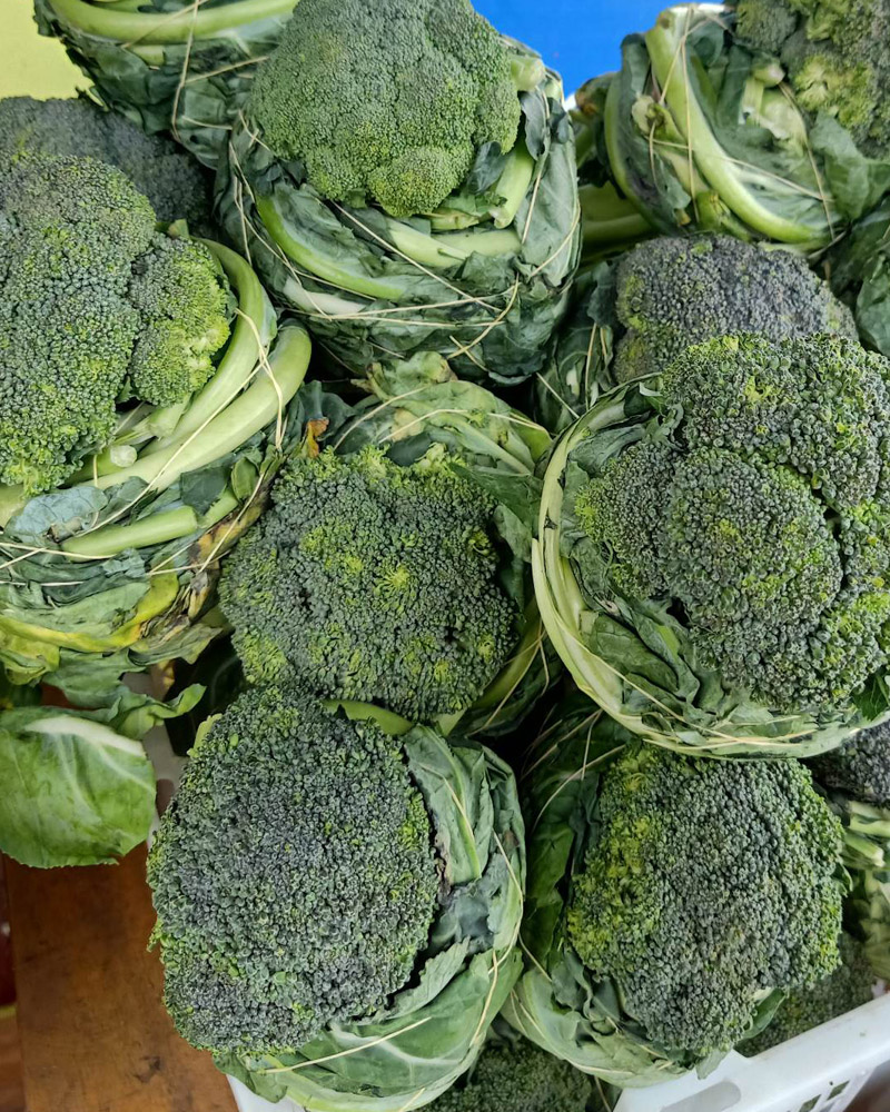 Broccoli Untrimmed